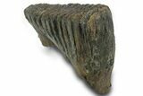 Fossil Woolly Mammoth Molar - Siberia #377770-3
